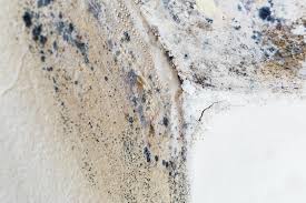 Professional Mold Inspection in Plandome, NY